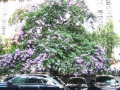 ハノイの夏の花「Bang Lang」 ハノイの夏の花「Bang Lang」