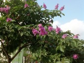 学生の花、友情の花「Bang Lang」