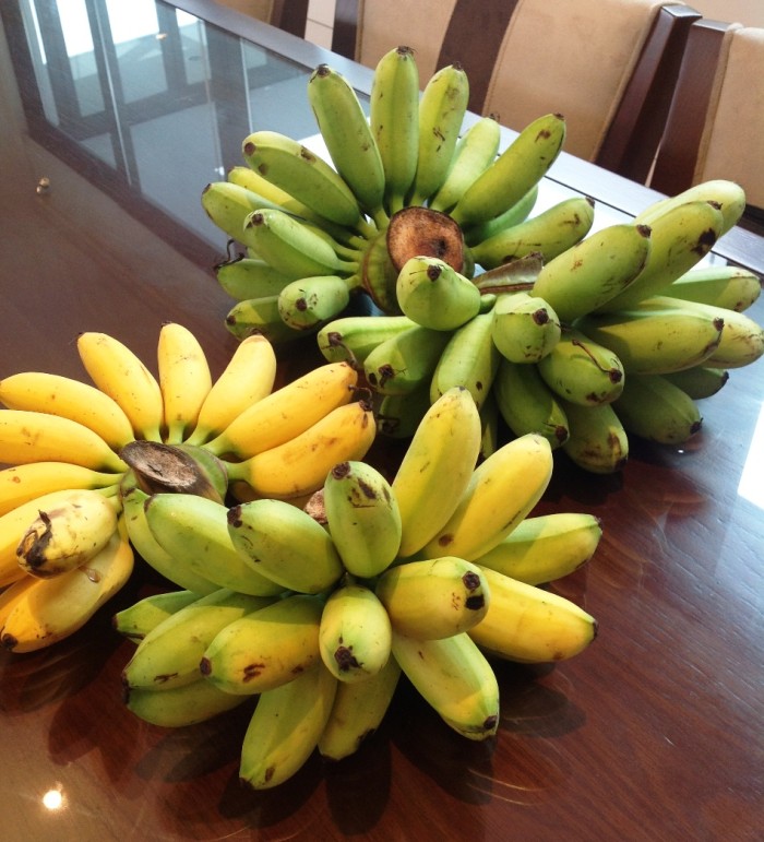 ベトナムの人々には特別な果物「Chuoi Ngu（大様のバナナ）」