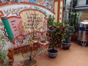 お寺の庭にはもちろんみかんの木と桃の木、これはお正月の定番です